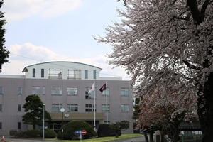 校内の桜
