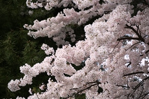 校内の桜