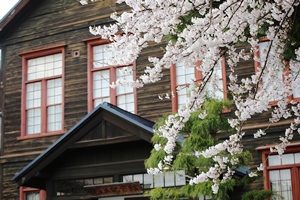 校内の桜