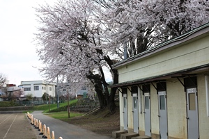 校内の桜