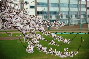 校内の桜