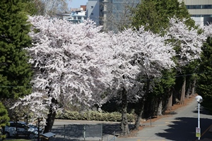 校内の桜