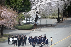 校内の桜